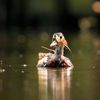 Get Ready For The Ugly-Hot Mandarin Duck